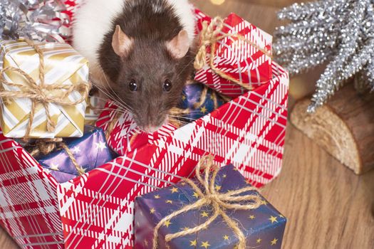 Rat is a symbol of the new year.Gray rat looks at gift boxes. little rat in a gift box. Symbol of the year 2020.