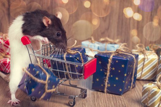 Rat symbol of the year.Cute pet rat with a shopping cart with a gifts.New Year 2020. White rat near shopping trolley with box of gifts.