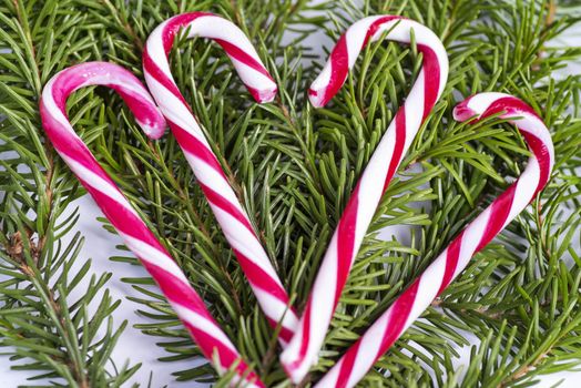 New Year's sweet candy canes on a background of fresh branches of a New Year tree. Red and white candy canes .Concept of christmas drink