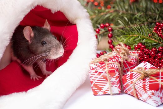 Cute rat is sitting inside Santa's hat with red gift box. Symbol of the new year 2020. Rat. New Year concept.