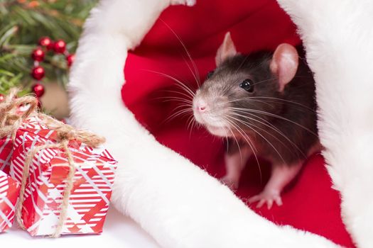 A little gray rat is sitting in a Santa hat next to boxes with gifts. New Year's concept. Year of the Rat 2020.A little fluffy rat sits in a festive gift box. Christmas hat Santa Claus in an animal.