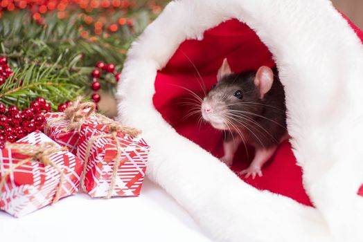 Close up of cute rat looks out of red christmas hat. Rat is symbol 2020 New Year. New Year concept.Cute rat is sitting in a Christmas hat next to gifts and New Year decorations and presents.