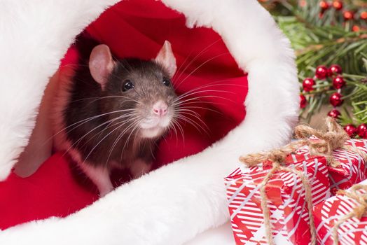 Cute rat is sitting inside Santa's hat with red gift box. Symbol of the new year 2020. Rat. New Year concept.