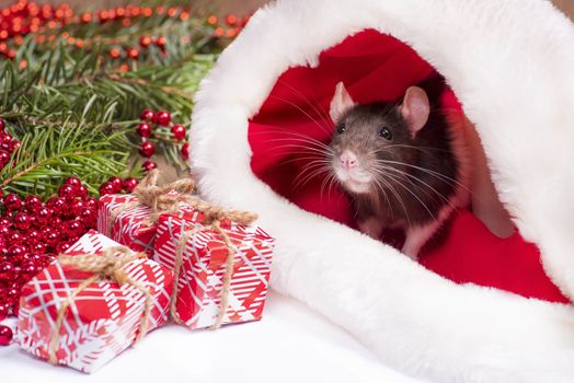 Close up of cute rat looks out of red christmas hat. Rat is symbol 2020 New Year. New Year concept.Cute rat is sitting in a Christmas hat next to gifts and New Year decorations and presents.