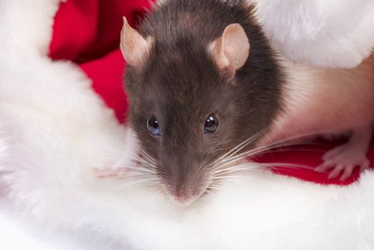 Cute rat is sitting inside Santa's hat with red gift box. Symbol of the new year 2020. Rat. New Year concept.