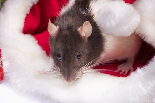 A cute rat is sitting in Santa's hat next to her are boxes with gifts and New Year decorations. Year of the cute rat. Rat closeup. Photo for the calendar.Cute white domestic rat in a New Year's decor.