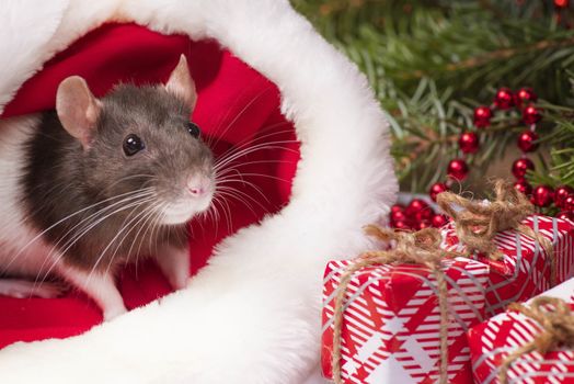 A little gray rat is sitting in a Santa hat next to boxes with gifts. New Year's concept. Year of the Rat 2020.A little fluffy rat sits in a festive gift box. Christmas hat Santa Claus in an animal.