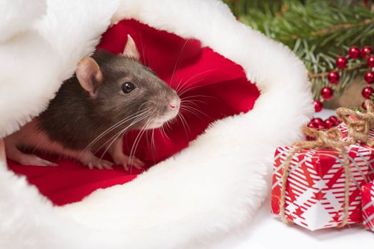 Cute rat is sitting inside Santa's hat with red gift box. Symbol of the new year 2020. Rat. New Year concept.