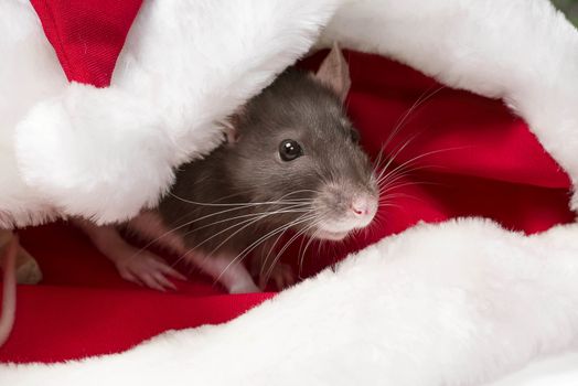 New Year's concept. Year of the Rat 2020. Cute grey and white rat symbol of the new year 2020 sits and hides in the red hat of Santa Claus.Christmas hat Santa Claus in an animal.