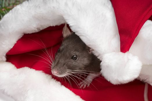 Cute rat is sitting inside Santa's hat with red gift box. Symbol of the new year 2020. Rat. New Year concept.