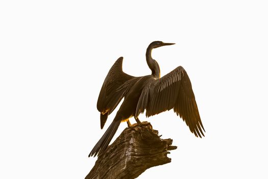 An african darter, Anhinga rufa, on a tree stump against the glare of sunrise. Isolated on white