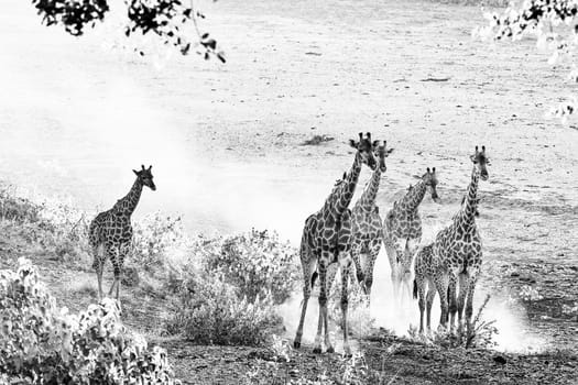 A giraffe herd in the last rays of sunlight in the Mpumalanga Province of South Africa. Oxpeckers are visible. Monochrome