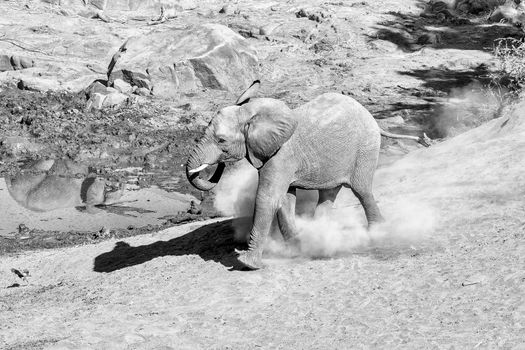 A young african elephant, Loxodonta africana, running towards water. Monochrome