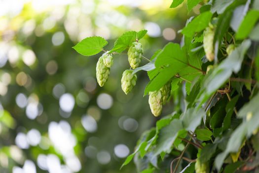 Closeup shot of a summer hop garden in full bloom.