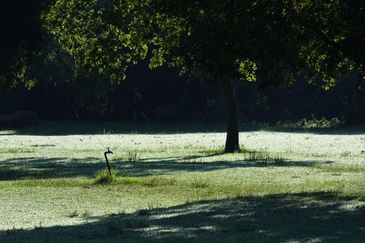 Early morning dew grass in a park with water tap, tree and runner in the background, Pretoria, South Africa