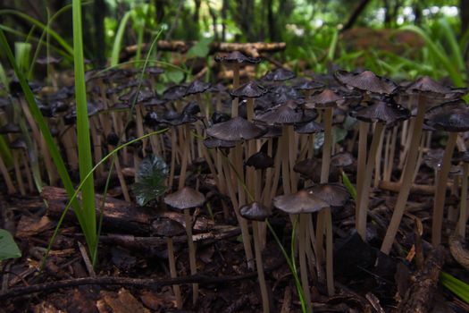 A naturally growing patch of black inky cap mushrooms (Coprinopsis atramentaria) in a shaded forest area, Pretoria, South Africa
