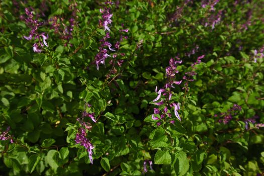 A flowerbed frame of purple spur-flower mint plants (Plectranthus sp.), Pretoria, South Africa