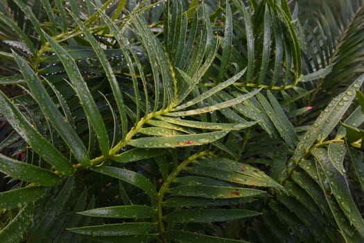 A frame of wet abstract growing green cycad leaves (Encephalartos sp.), Pretoria, South Africa