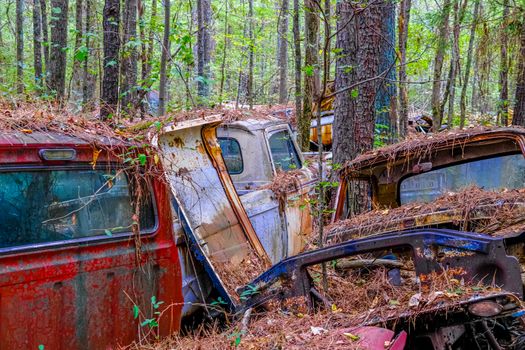 Junk Cars Through the Trees covered in pinestraw
