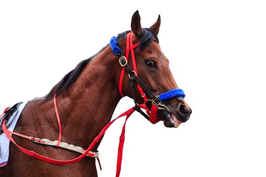 horse racing horse isolated on white takeucki horse isolated on white background