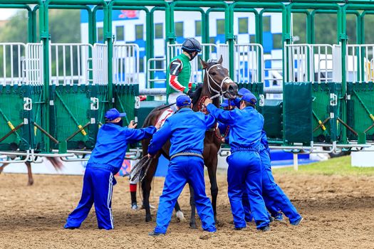 horses driven to the stables for the race