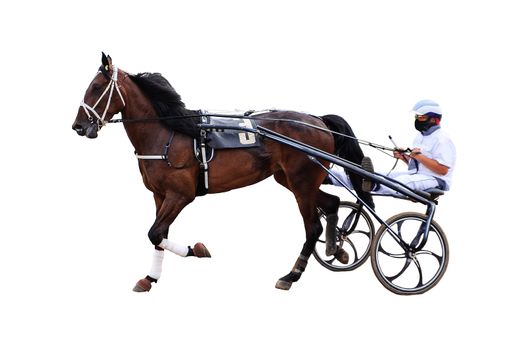 winter running horses racetrack racing isolated on white background