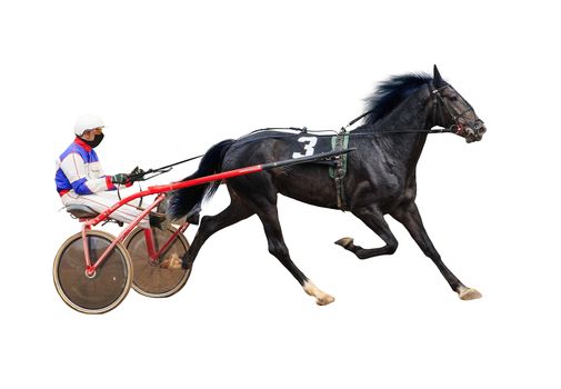 winter running horses racetrack racing isolated on white background