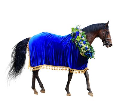 horse racing, winner horse in wreath and velvet Cape blue, isolated on white background