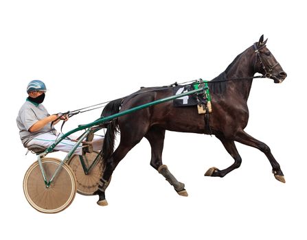 winter running horses racetrack racing isolated on white background