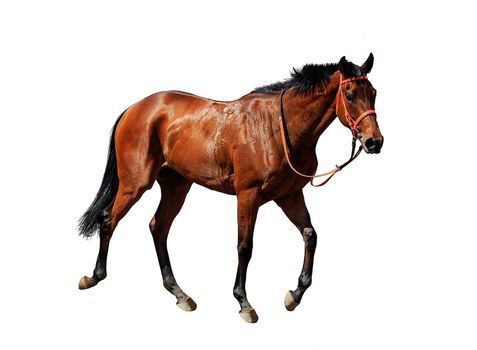 young frisky stallion in a red team, horse standing isolated on white background