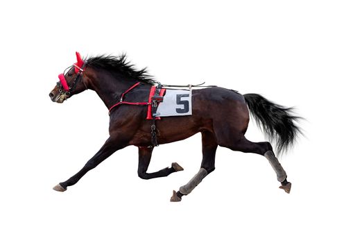 horse racing horse runs trot on isolated white background