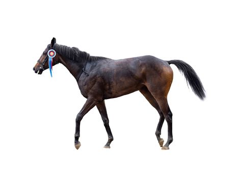 young frisky stallion in a red team, horse standing isolated on white background