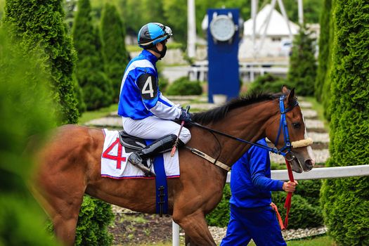 horse racing jockey and his horse ready to start, the horse leads the reins of the horse in blue uniform