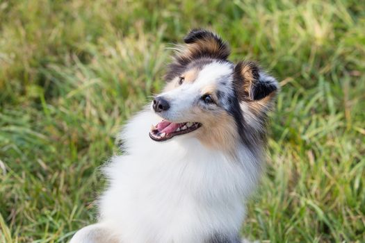 three-color small Scottish shepherd shelty on green grass on a Sunny day, Merle