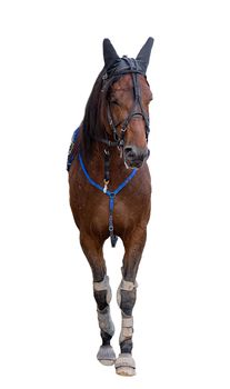 race horse jockey isolated on a white background, the horse stands in front