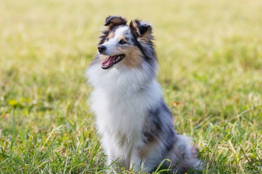 three-color small Scottish shepherd shelty on green grass on a Sunny day, Merle