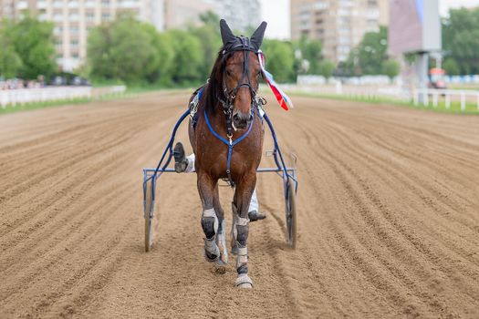 horse racing winner with goes on the racetrack field with a rider