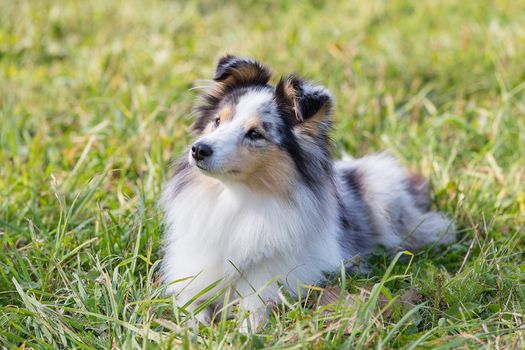 three-color small Scottish shepherd shelty on green grass on a Sunny day, Merle