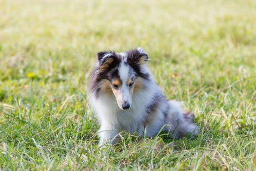 three-color small Scottish shepherd shelty on green grass on a Sunny day, Merle