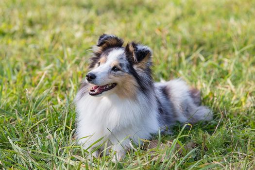 three-color small Scottish shepherd shelty on green grass on a Sunny day, Merle