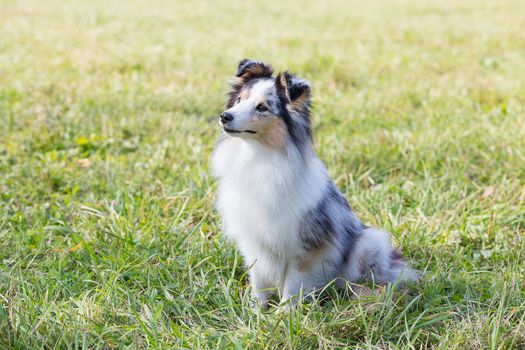 three-color small Scottish shepherd shelty on green grass on a Sunny day, Merle