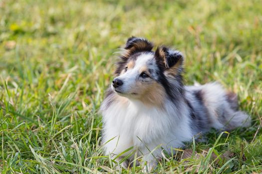 three-color small Scottish shepherd shelty on green grass on a Sunny day, Merle