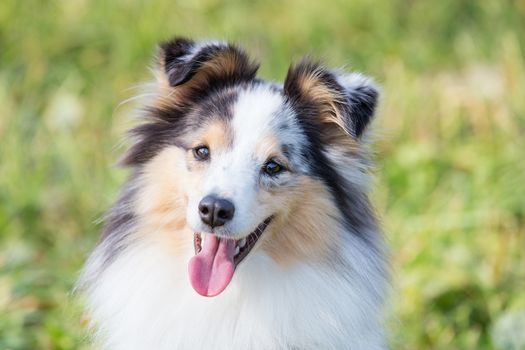 three-color small Scottish shepherd shelty on green grass on a Sunny day, Merle