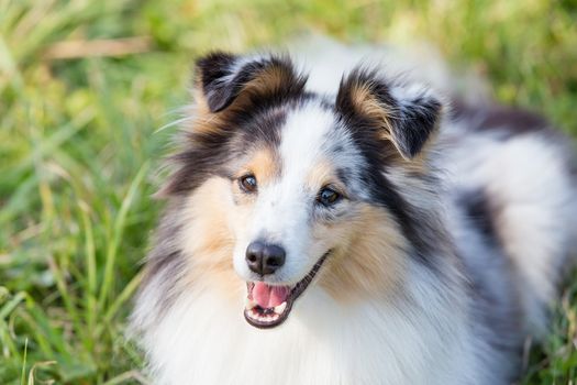 three-color small Scottish shepherd shelty on green grass on a Sunny day, Merle