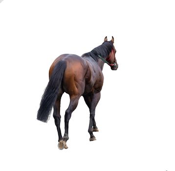 race horse jockey isolated on a white background, the horse stands in front