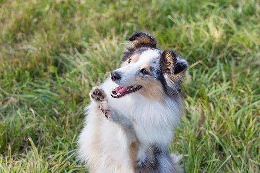 three-color small Scottish shepherd shelty on green grass on a Sunny day, Merle