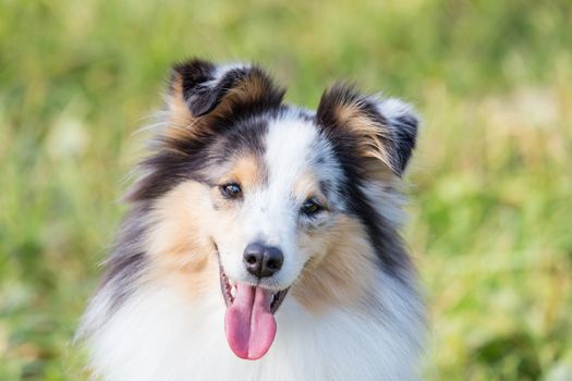 three-color small Scottish shepherd shelty on green grass on a Sunny day, Merle