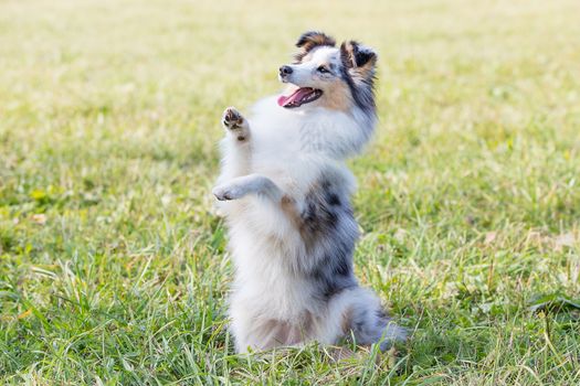 A beautiful little shelty, a small Scottish shepherd sitting on a Sunny day on the grass, a portrait with a sweet gentle sharp muzzle