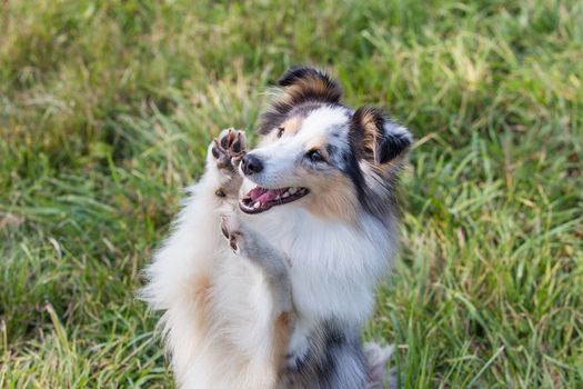 A beautiful little shelty, a small Scottish shepherd sitting on a Sunny day on the grass, a portrait with a sweet gentle sharp muzzle