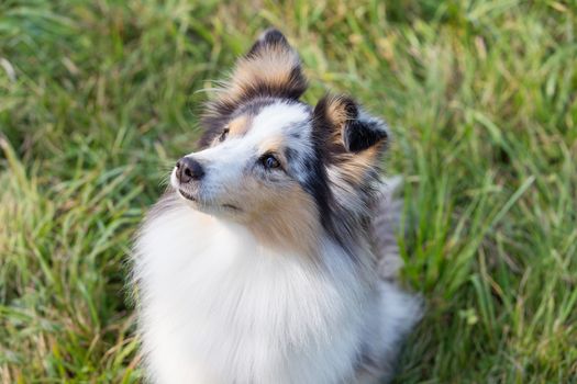 A beautiful little shelty, a small Scottish shepherd sitting on a Sunny day on the grass, a portrait with a sweet gentle sharp muzzle